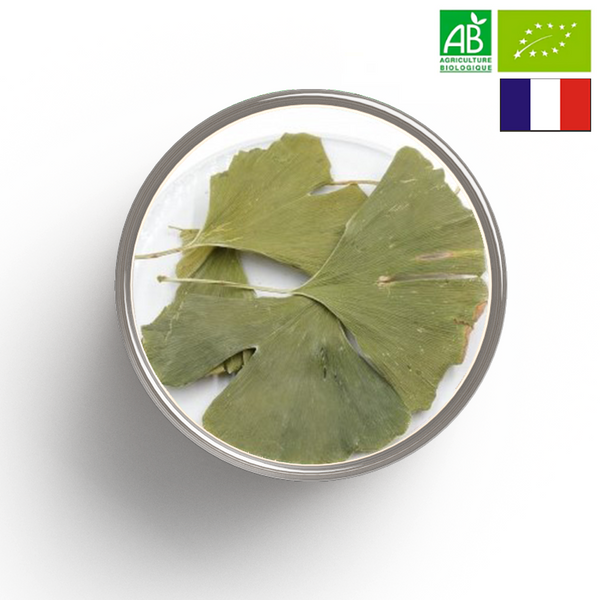 GINKGO Foglie BIOLOGICO - Origine FRANCIA